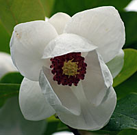 Magnolia
